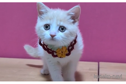 成約済の東京都のマンチカン-103712の3枚目